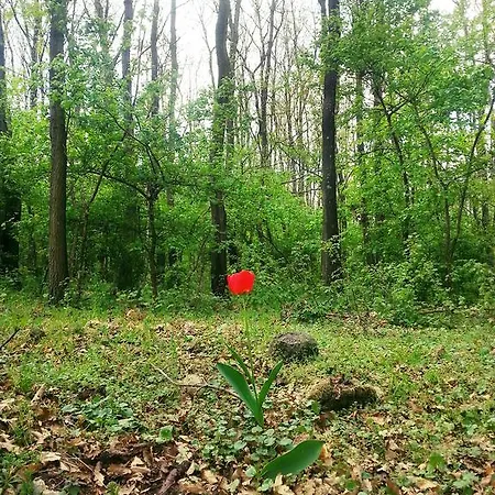 By The Woods
