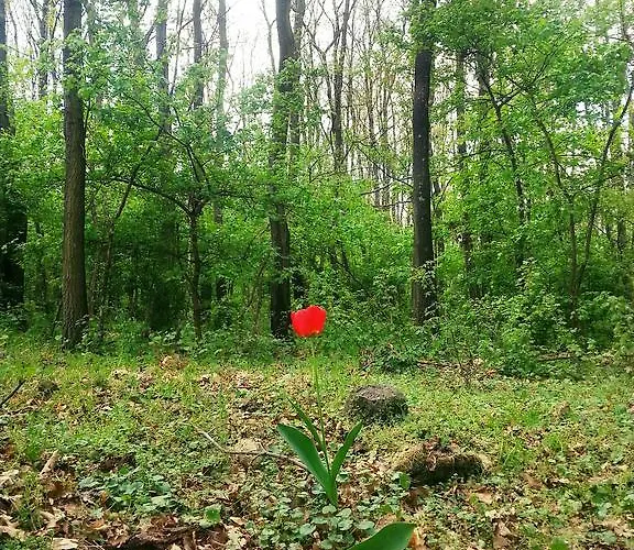By The Woods